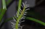 Eleocharis sphacelata
