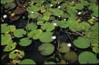 Nymphaea gigantea