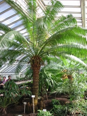 Cycas rumphii
