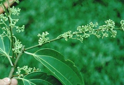 Ampelozizyphus amazonicus