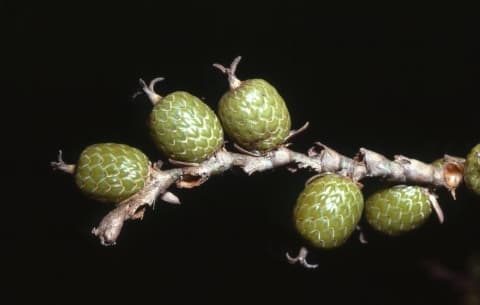 Daemonorops longispatha