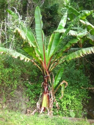 Ensete ventricosum