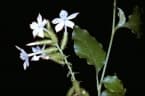Plumbago zeylanica