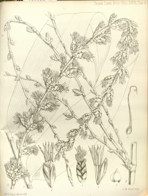 Dendrocalamus latiflorus