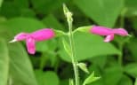 Salvia dorisiana