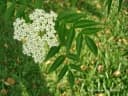 Sambucus australis