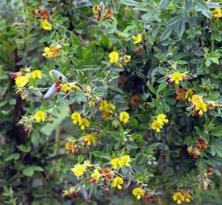 Crotalaria natalitia