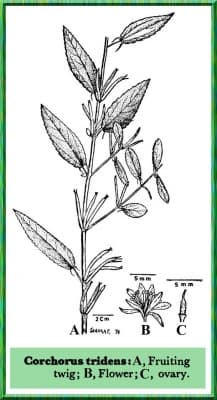 Corchorus tridens