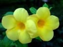 Allamanda cathartica