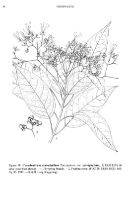 Clerodendrum cyrtophyllum