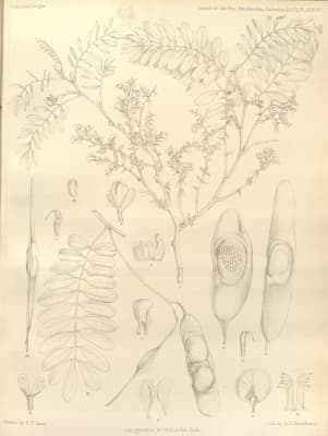 Dalbergia stipulacea