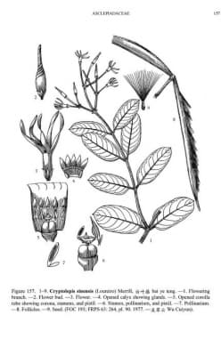 Cryptolepis sinensis