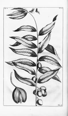 Horsfieldia sylvestris