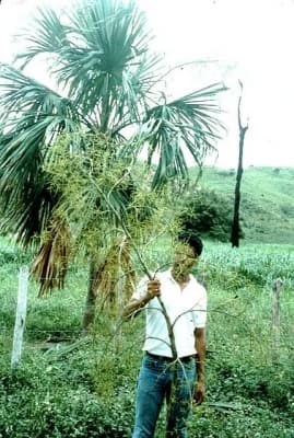 Sabal mauritiiformis