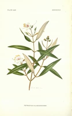 Tetrazygia eleagnoides