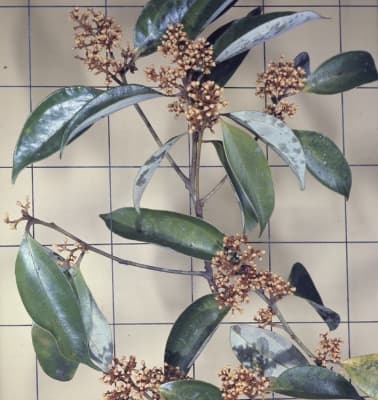 Cryptocarya densiflora