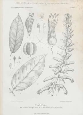 Combretum bracteatum