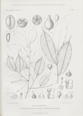 Chrysophyllum pruniforme