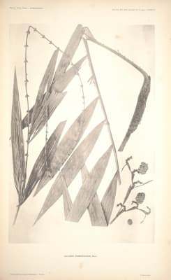 Calamus jenningsianus