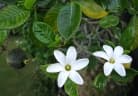 Gardenia brighamii