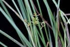 Cyperus haspan