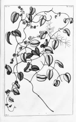 Dioscorea nummularia