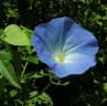 Ipomoea tricolor