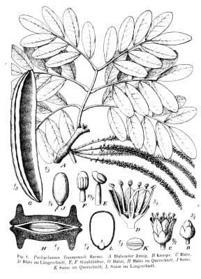 Pachyelasma tessmannii