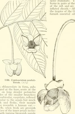 Cymbopetalum penduliflorum