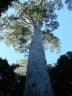 Eucalyptus grandis