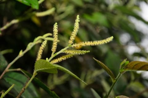 Antidesma velutinosum