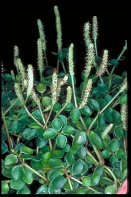 Peperomia tetraphylla