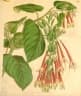 Fuchsia fulgens