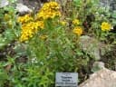 Tagetes lucida