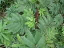 Mimosa tenuiflora