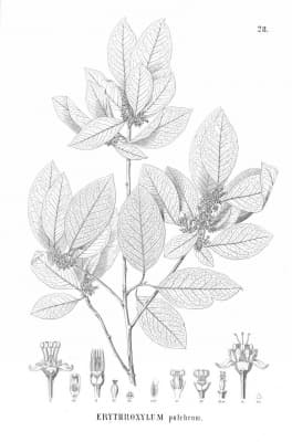 Erythroxylum pulchrum