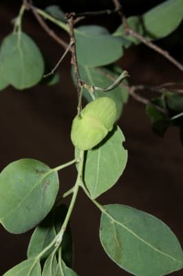 Terminalia triflora