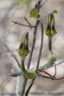 Ceropegia purpurascens
