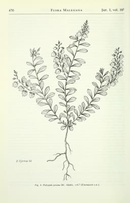 Polygala javana