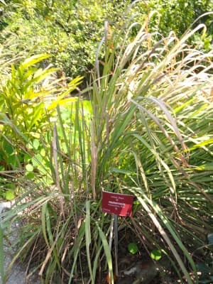Cymbopogon schoenanthus