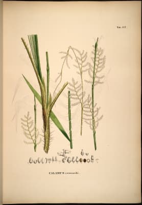 Calamus reinwardtii