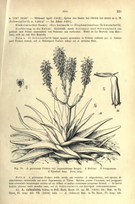 Aloe percrassa