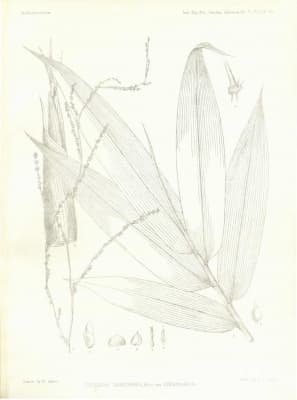 Dinochloa andamanica