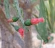 Opuntia dejecta