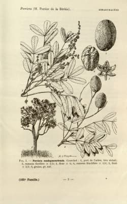 Perriera madagascariensis