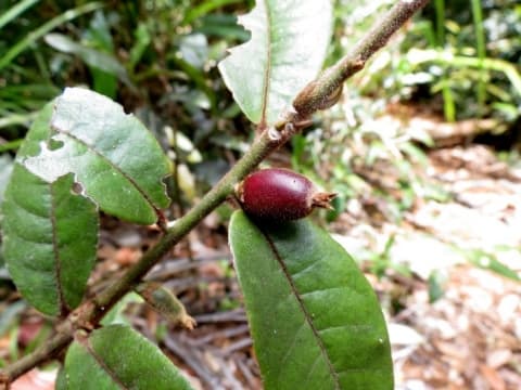 Symplocos ophirensis