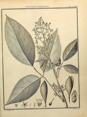 Connarus africanus