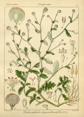 Dichrocephala chrysanthemifolia