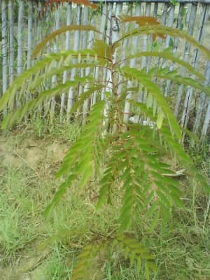 Leucaena salvadorensis