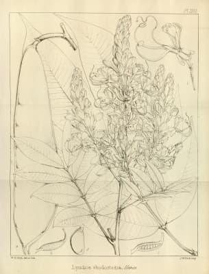 Lysidice rhodostegia